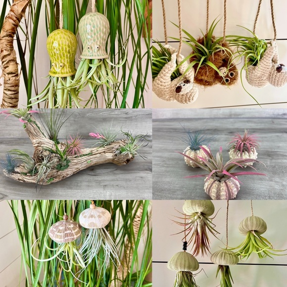 🔆AIR PLANT BUDDIES🔆 LIVE PLANTS SHIPPED WITH CARE - Picture 10 of 10